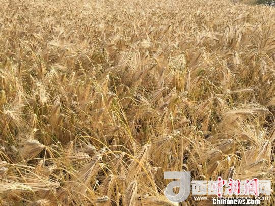 2017年西藏青稞種植面積達210多萬畝，占糧食播種面積的75%。圖為成熟期的青稞?！⊥跤窳?攝