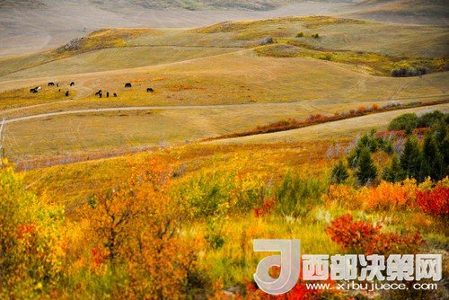 錫林郭勒草原國家級自然保護區(qū)。吳勇攝