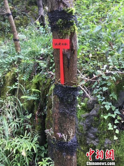貴州同威生物科技有限公司鐵皮石斛種植?！≈軏?攝